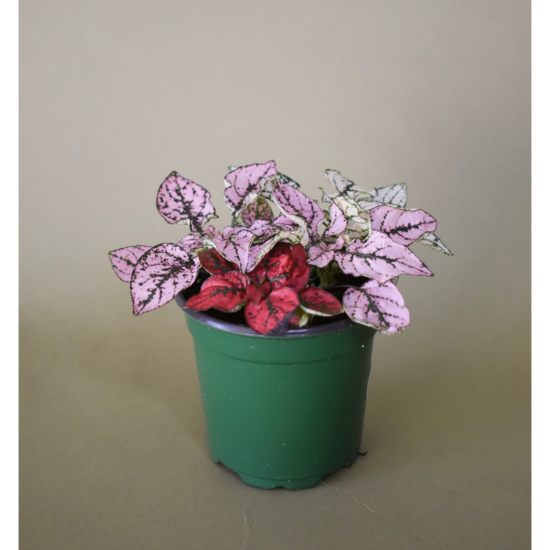 Polka Dot Plant|2-inch