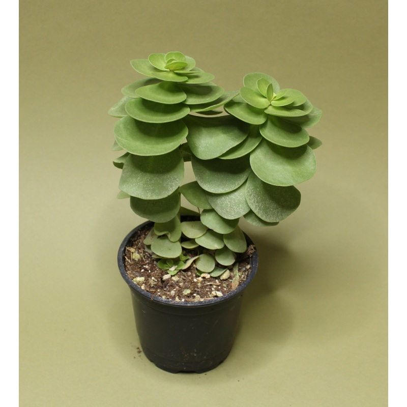 Portulaca Molokiniensis|2-inch|4-inch