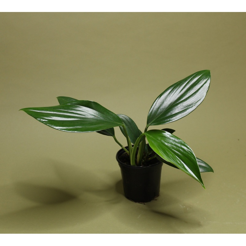 Rhaphidophora Decursiva|6-inch|4-inch|8-inch totem|8-inch|6-inch totem