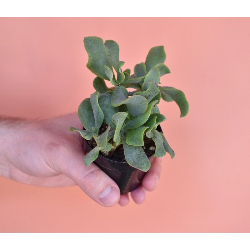 Ripple Jade (Crassula arborescens)