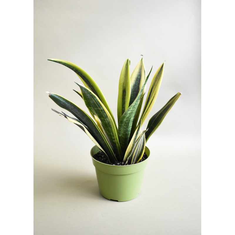 Sansevieria ‘Gold Flame’|6-inch