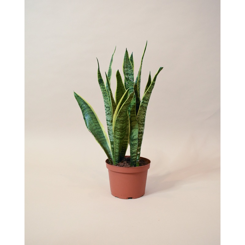 Sansevieria Laurentii|4-inch|6-inch|8-inch|10-inch