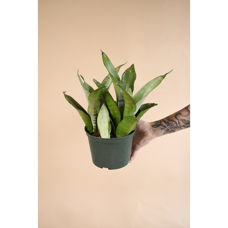 Sansevieria Moonshine|2-inch|4-inch|6-inch|8-inch|10-inch