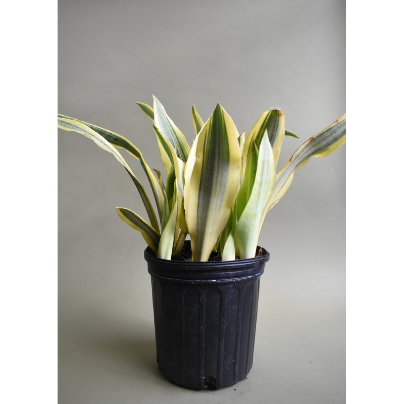 Sansevieria Yellowstone|6-inch|8-inch|10-inch