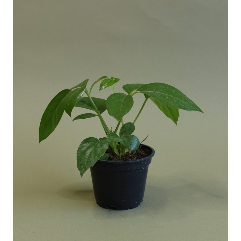 Schefflera Amate|10-inch|8-inch|4-inch|6-inch