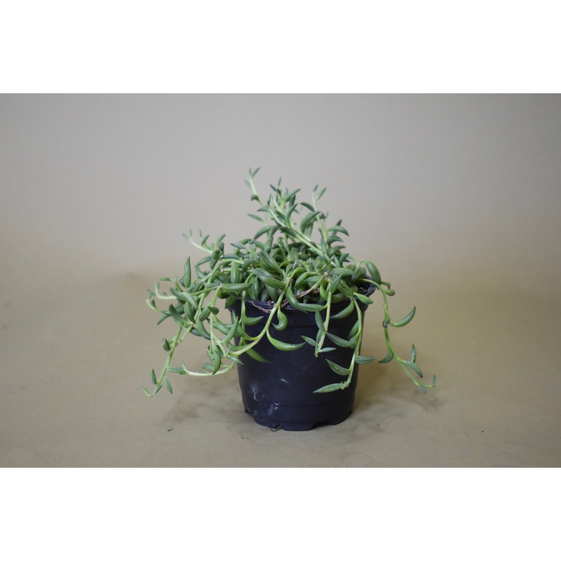 Senecio String of Bananas|2-inch|4-inch|6-inch