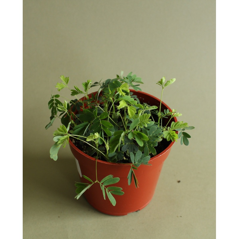 Sensitive Plant|2-inch|4-inch|6-inch