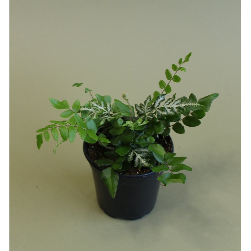 Sickle Fern|4-inch