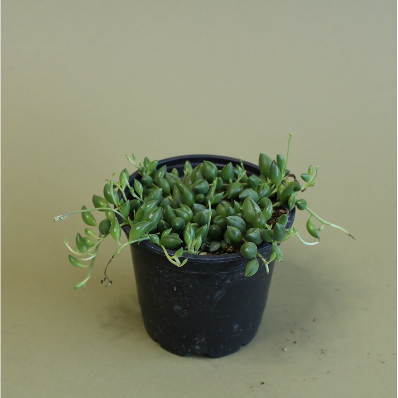 String of Beans|6-inch|4-inch