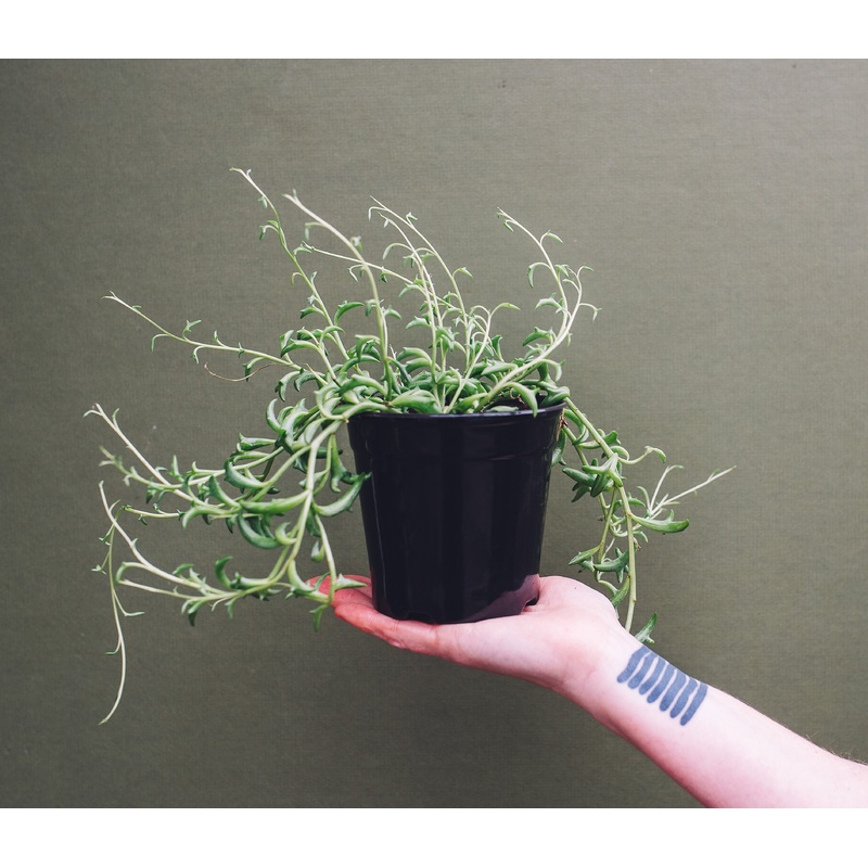 String of Dolphins|4-inch|6-inch|2-inch