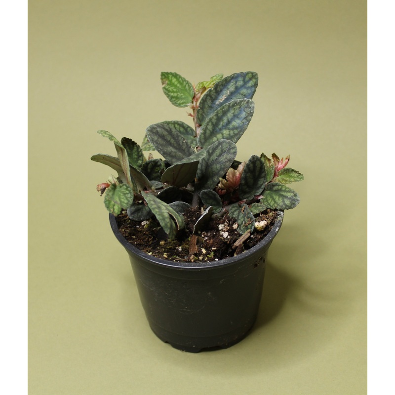 Watermelon Pellionia|4-inch|3-inch