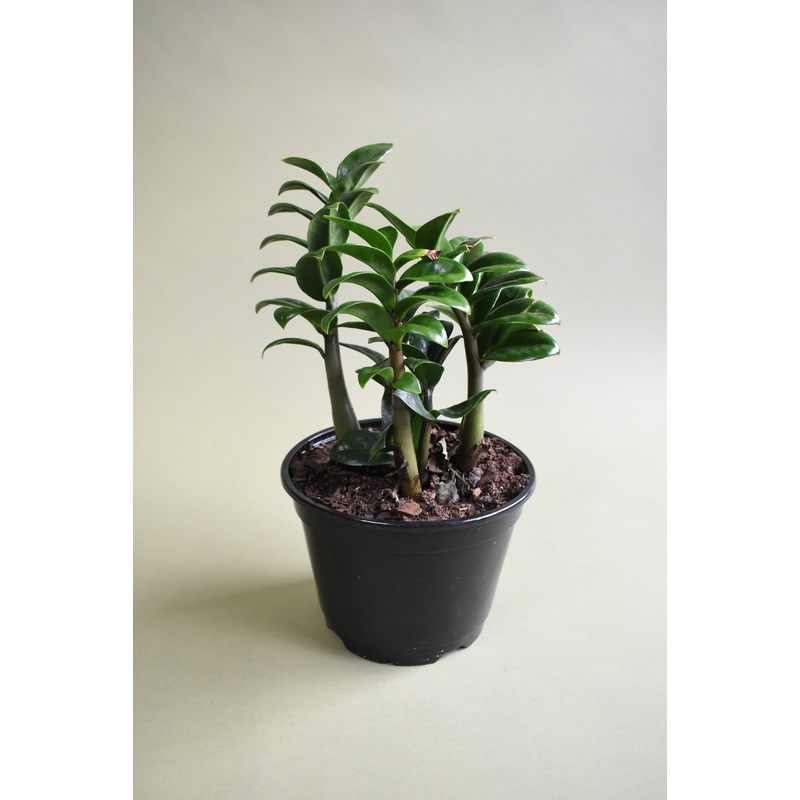 Zenzi ZZ Plant|4-inch|6-inch