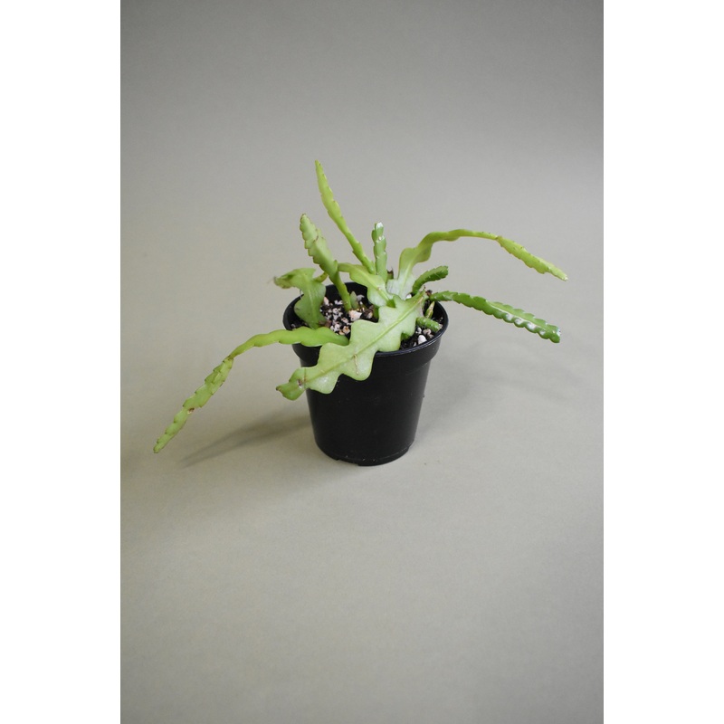 Zig Zag Cactus|8-inch|4-inch|6-inch|2-inch