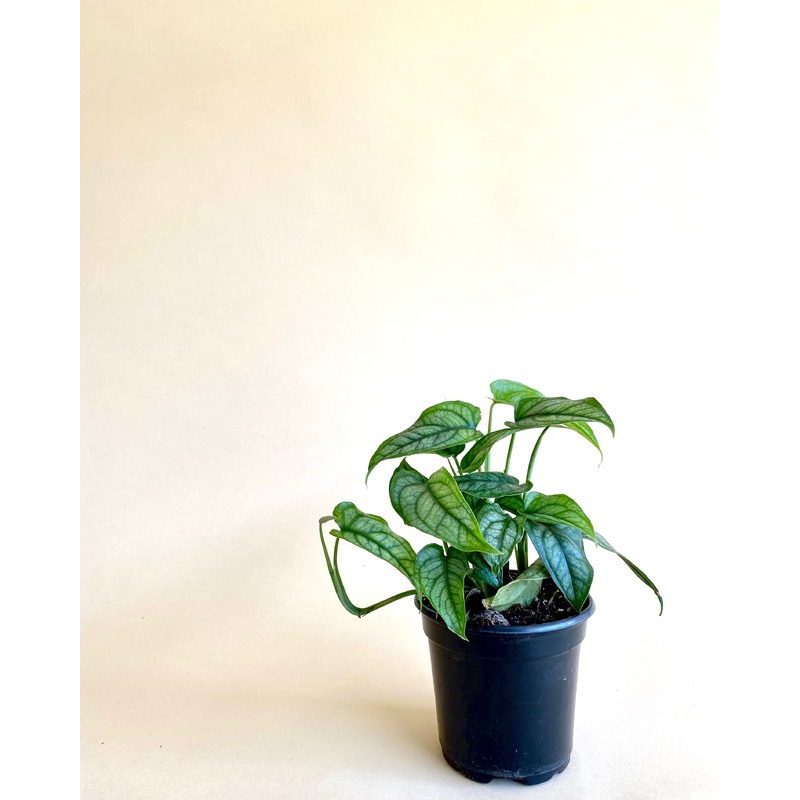 Monstera Siltepacana|4-inch