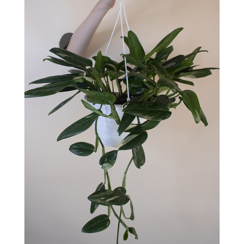 Monstera standleyana albo variegata