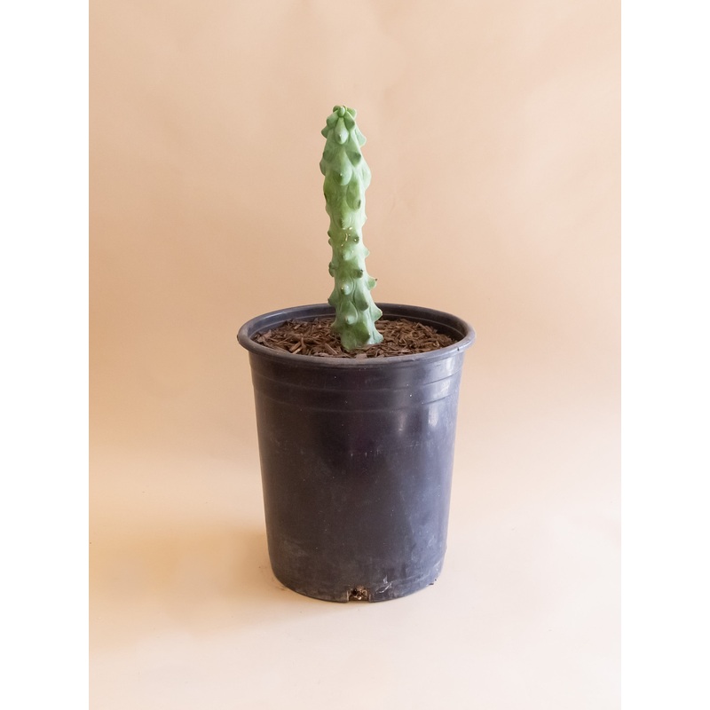Myrtillocactus geometrizans ‘Fukurokuryuzinboku’ Boobie Cactus