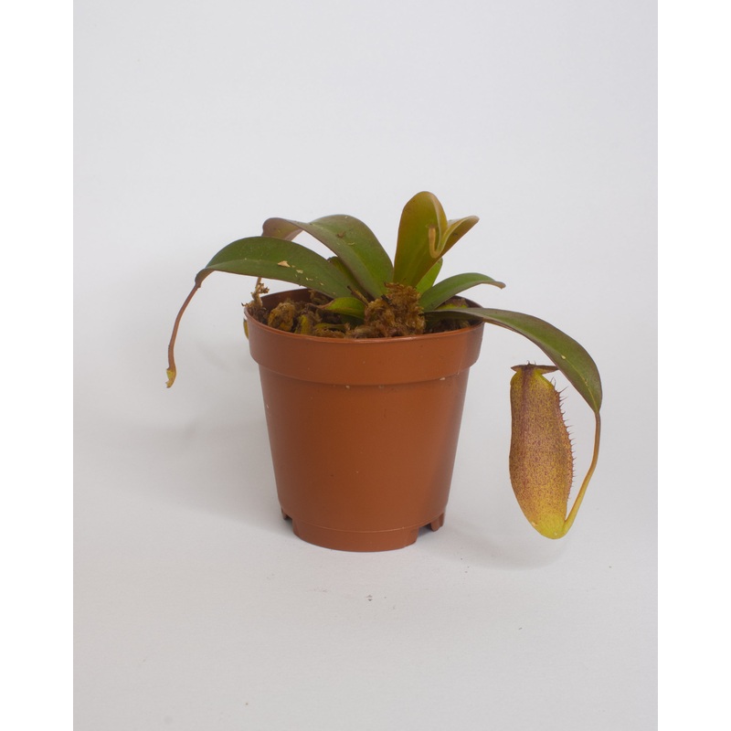 Nepenthes Pitcher Plant|2-inch|4-inch hanging basket|6-inch