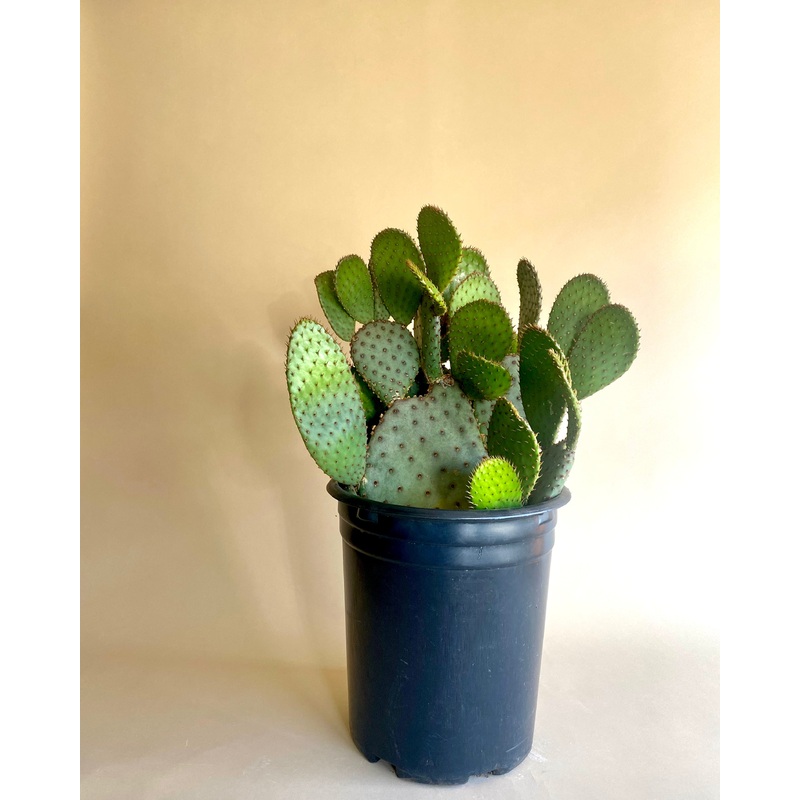 Opuntia Prickly Pear|10-inch|6-inch|8-inch