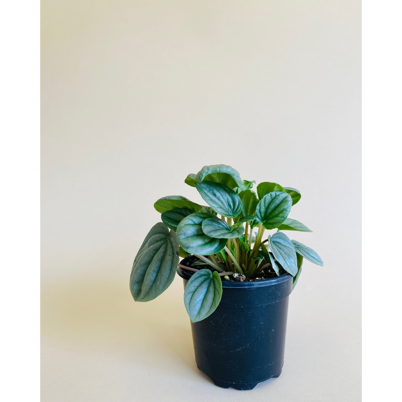 Peperomia Caperata ‘Moonlight’