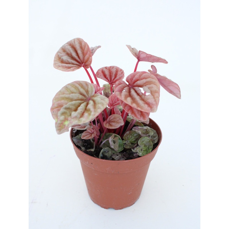 Peperomia Caperata Quito|4-inch