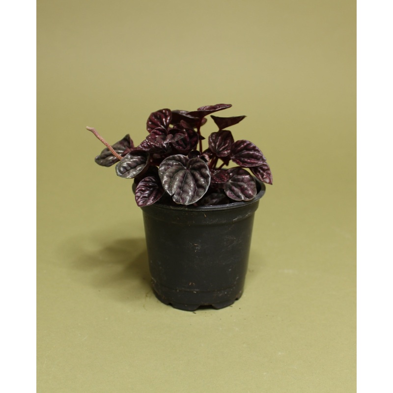 Peperomia Caperata Schumi Red|4-inch