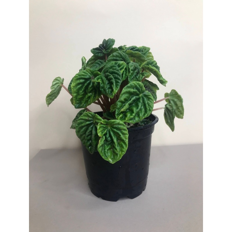 Peperomia Emerald Ripple|4-inch