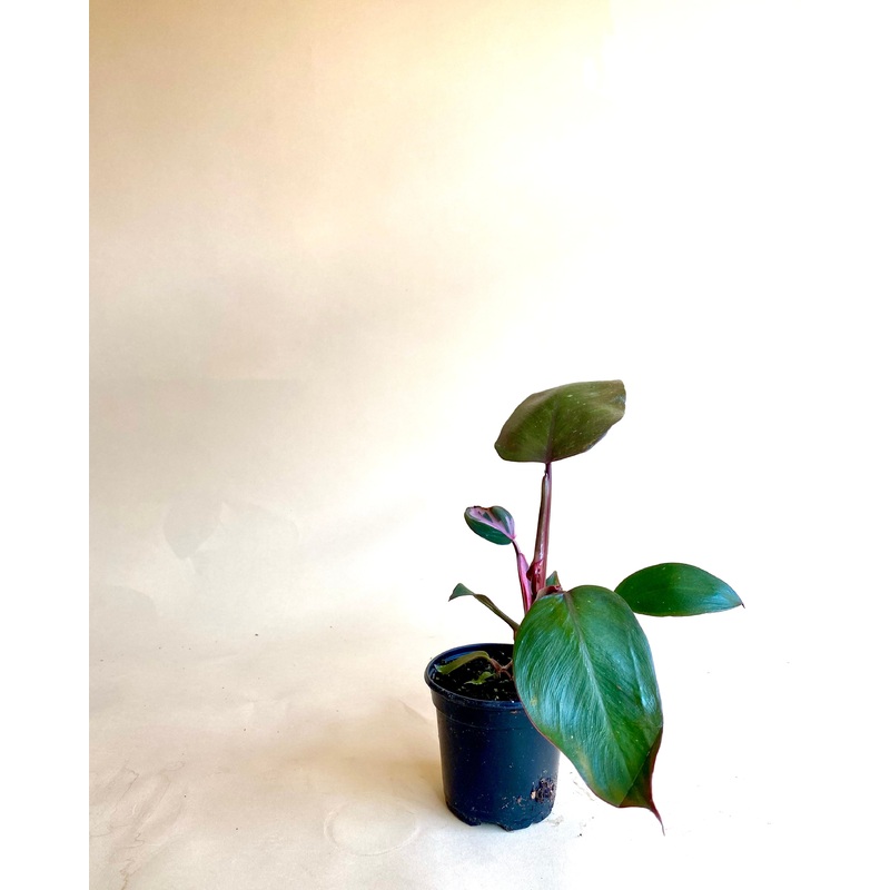 Philodendron Burgundy Princess