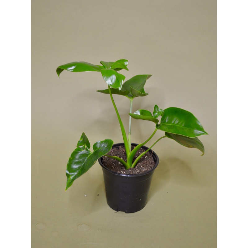 Philodendron Goeldii ‘Fun Bun’