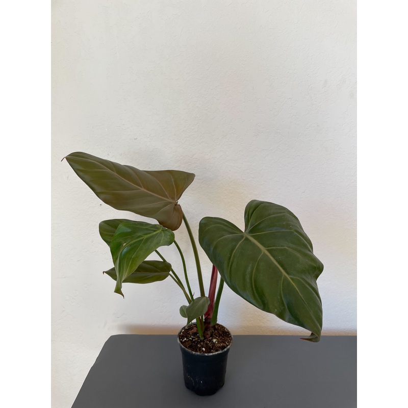 Philodendron ‘Summer Glory’|2-inch|4-inch