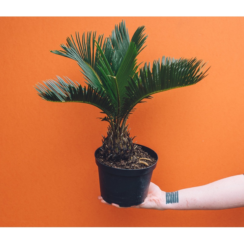 Sago Palm|4-inch|6.-inch|10-inch