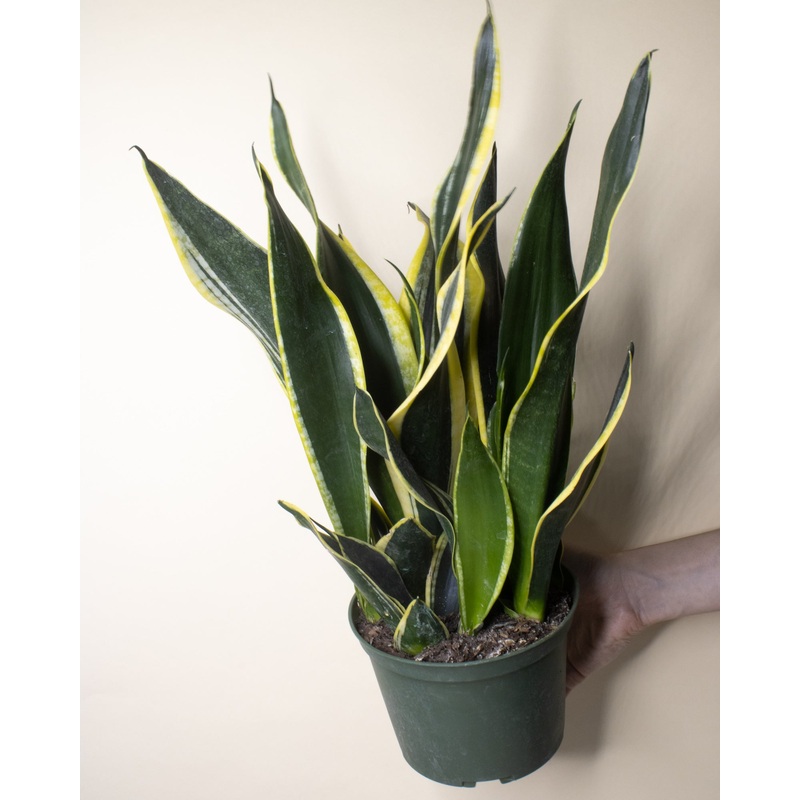 Sansevieria ‘Black Gold’|6-inch|10-inch