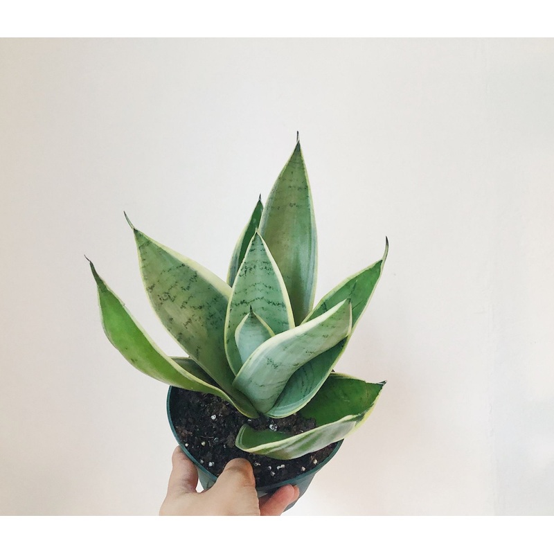 Sansevieria Night Owl|6-inch|8-inch