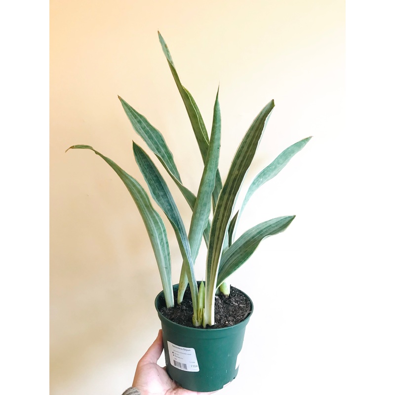 Sansevieria Sayuri|6-inch|8-inch|10-inch