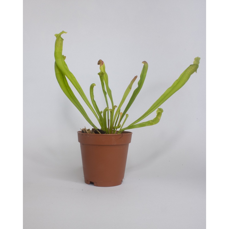 Sarracenia Pitcher Plant|2-inch