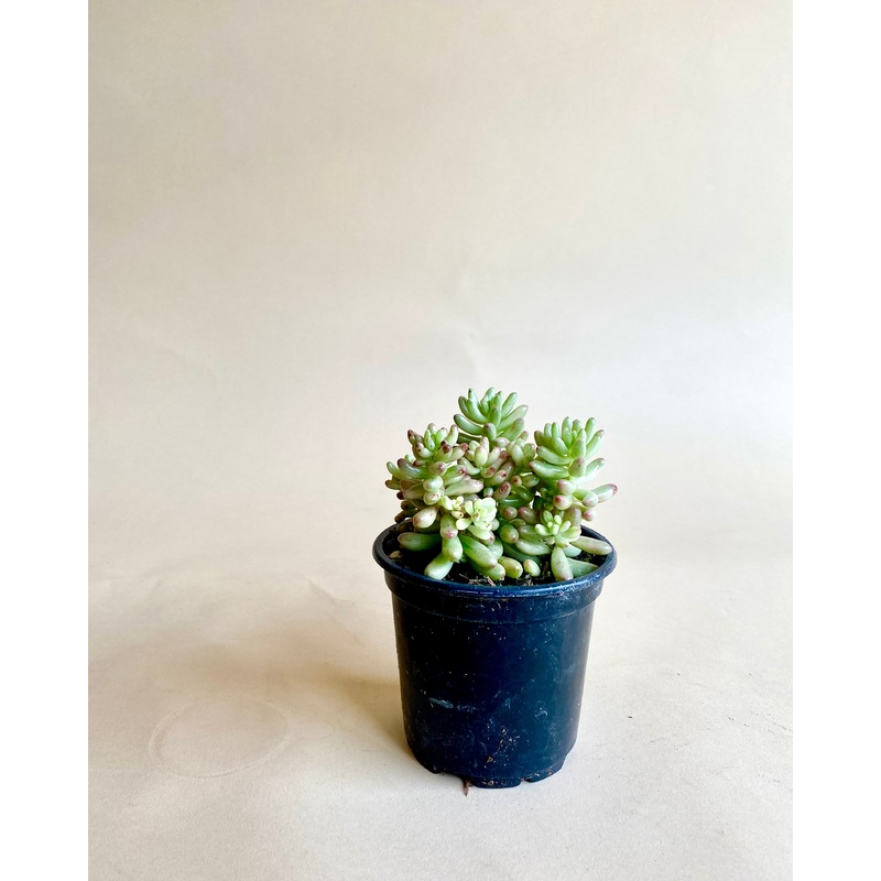 Sedum Jelly Bean ‘Aurora’|4-inch