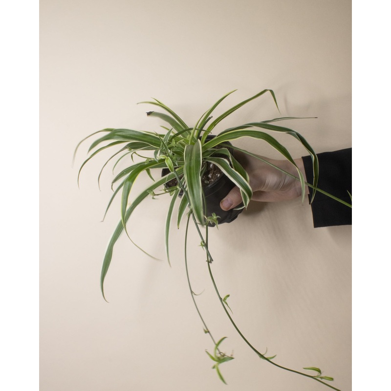 Spider Plant ‘Ocean’|4-inch|6-inch