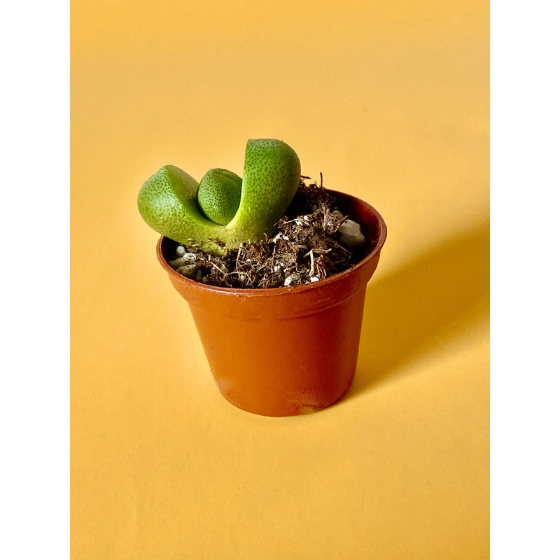 Split Rock|2-inch