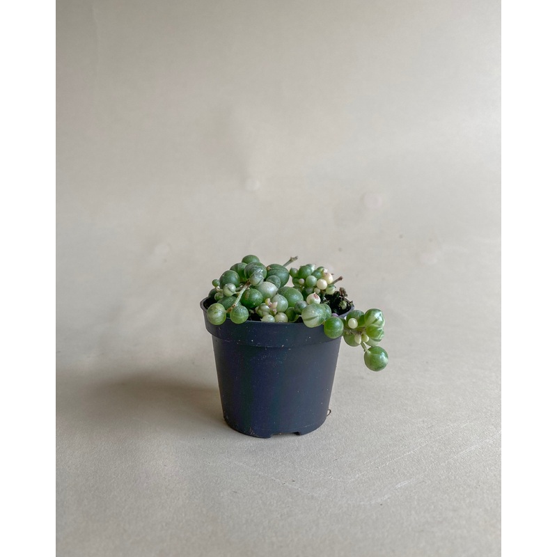 String of Pearls Variegated|2-inch|4-inch|6-inch