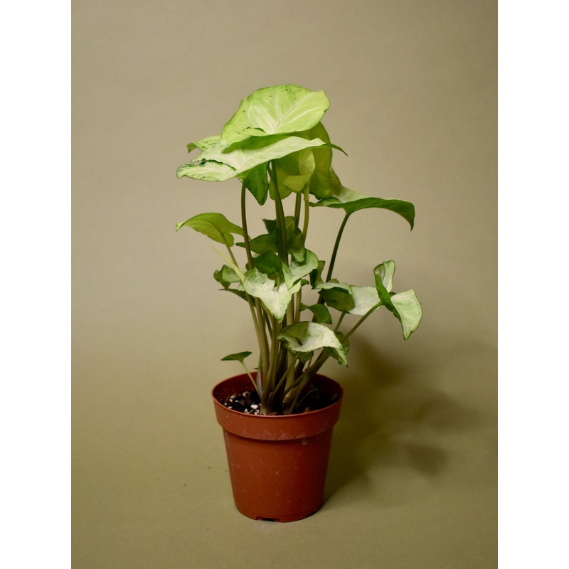 Syngonium ‘White Butterfly’|6-inch|4-inch