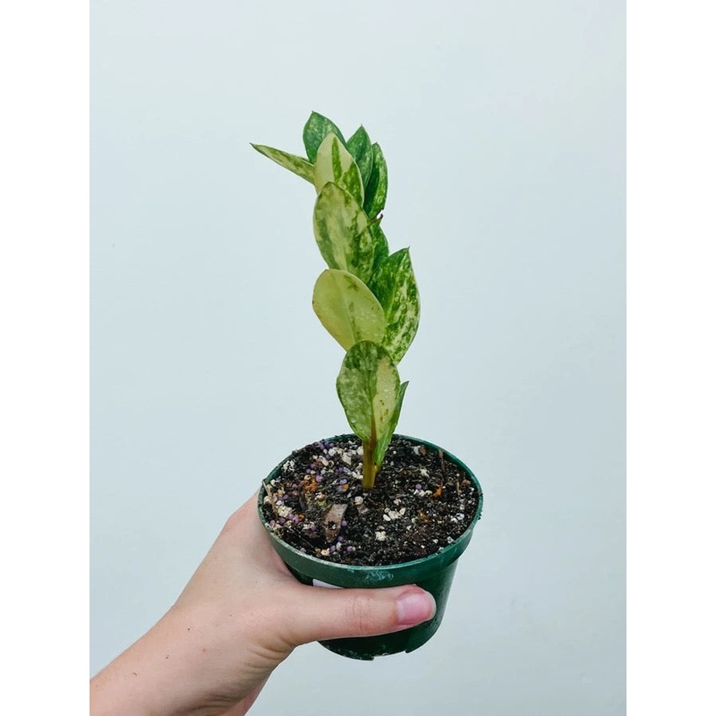 Variegated ZZ Plant|4-inch