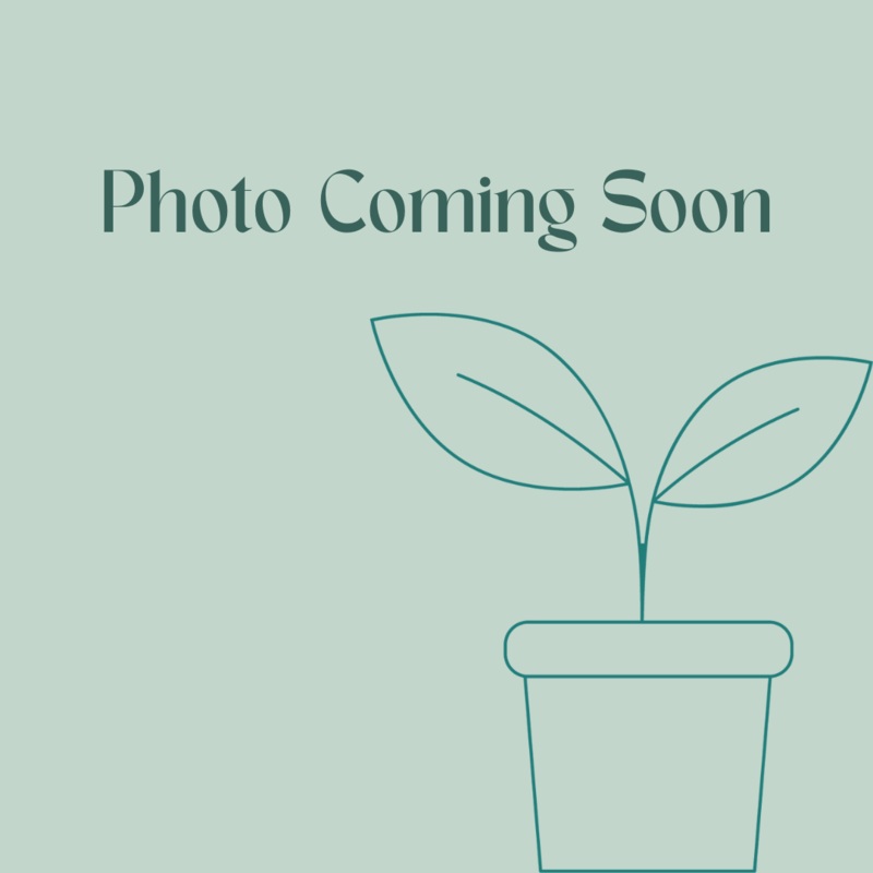 Yucca Cane|10-inch|14-inch