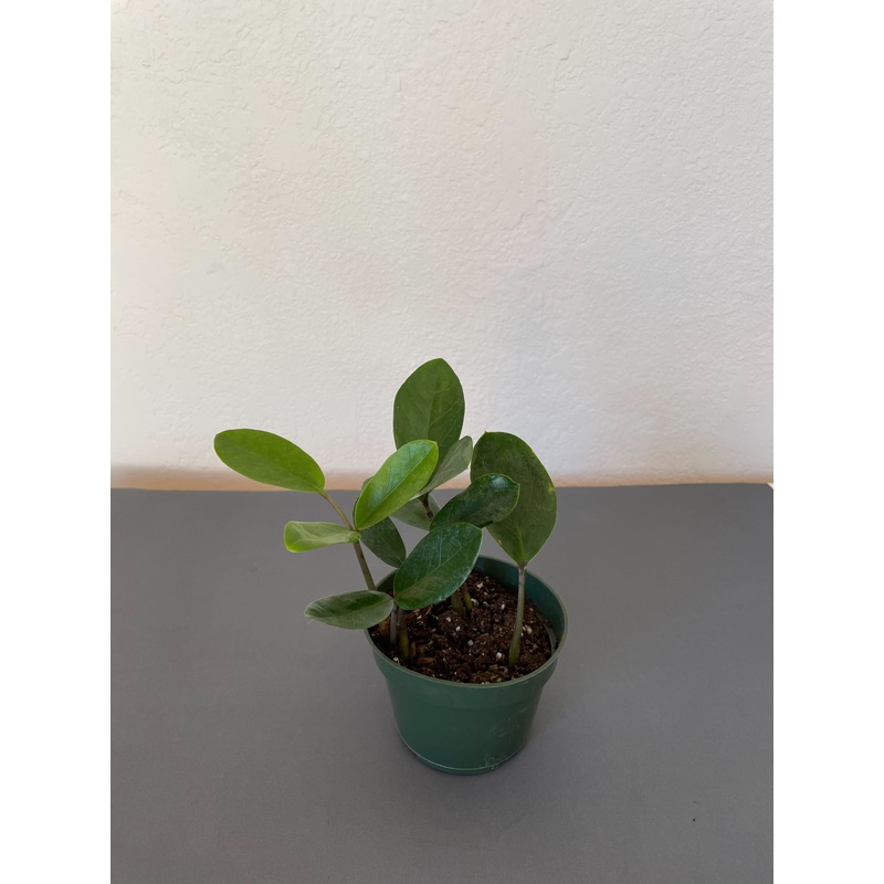 Zamioculcas Zamifolia ‘Lucky’ ZZ