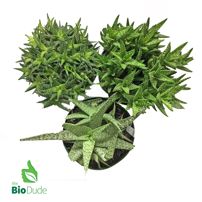 3 Pot Aloe 3-Pack