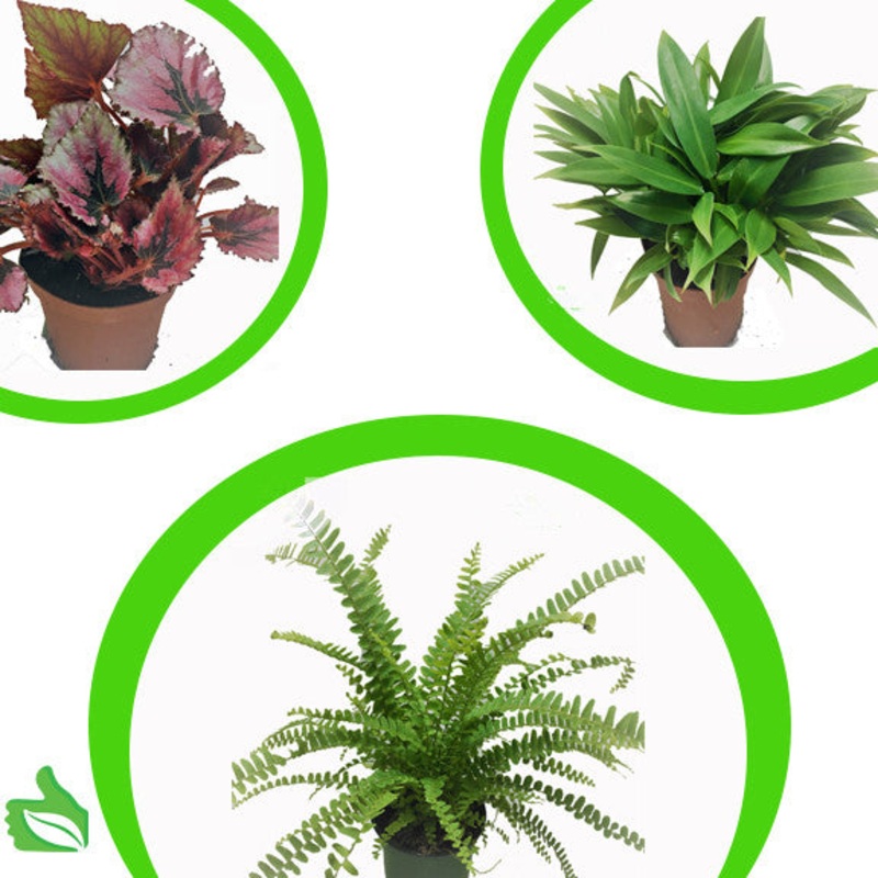 4 Pot Large Tropicals 3-Pack