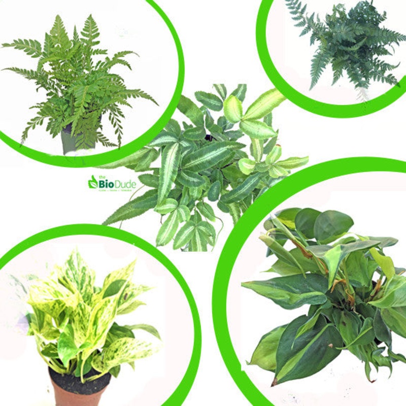 4 Pot Large Tropicals 5-Pack