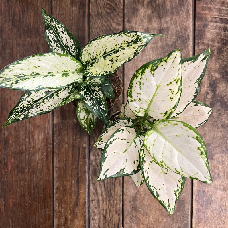 Aglaonema – Green Spotted, 9cm Pot