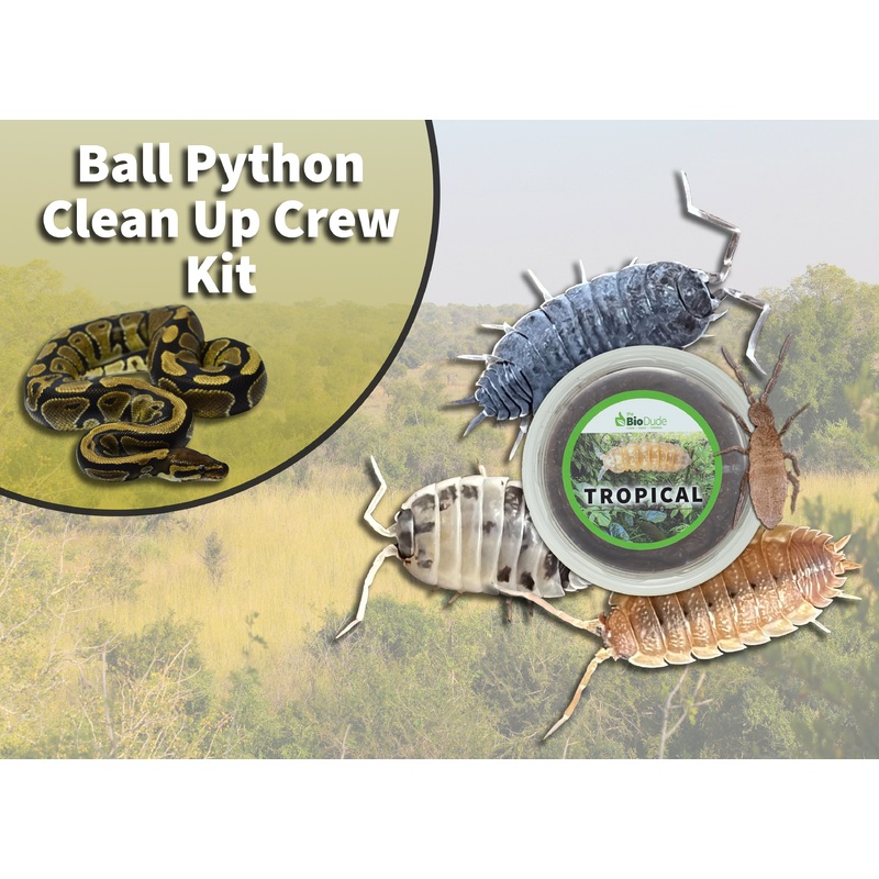 Ball Python Clean Up Crew Pack  FREE SHIPPING