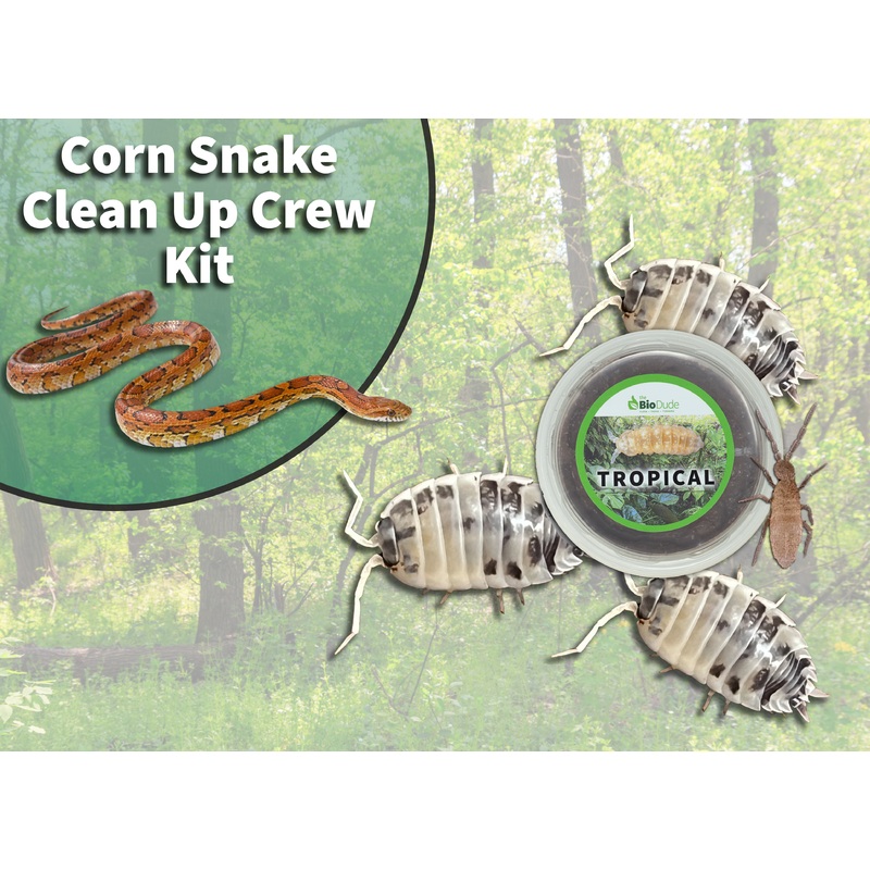 Corn Snake Clean Up Crew Pack  FREE SHIPPING