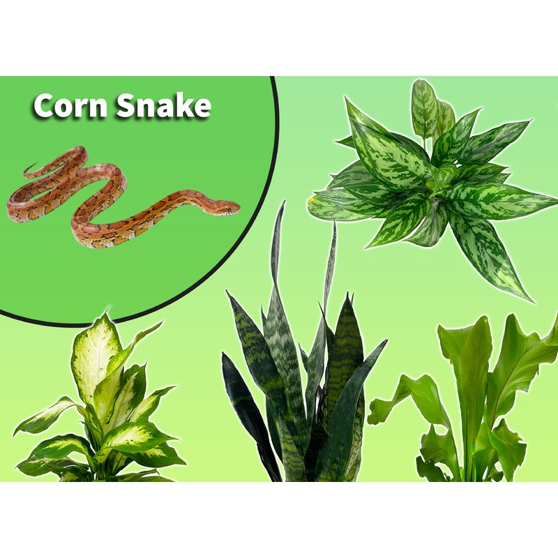 Corn Snake Starter Plant Pack