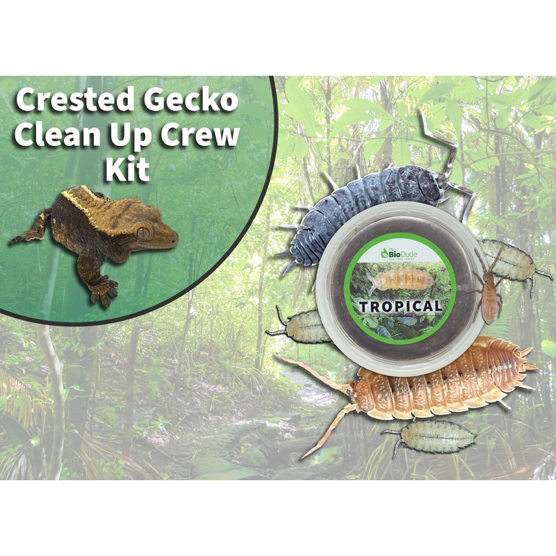 Crested Gecko Clean Up Crew Pack  FREE SHIPPING